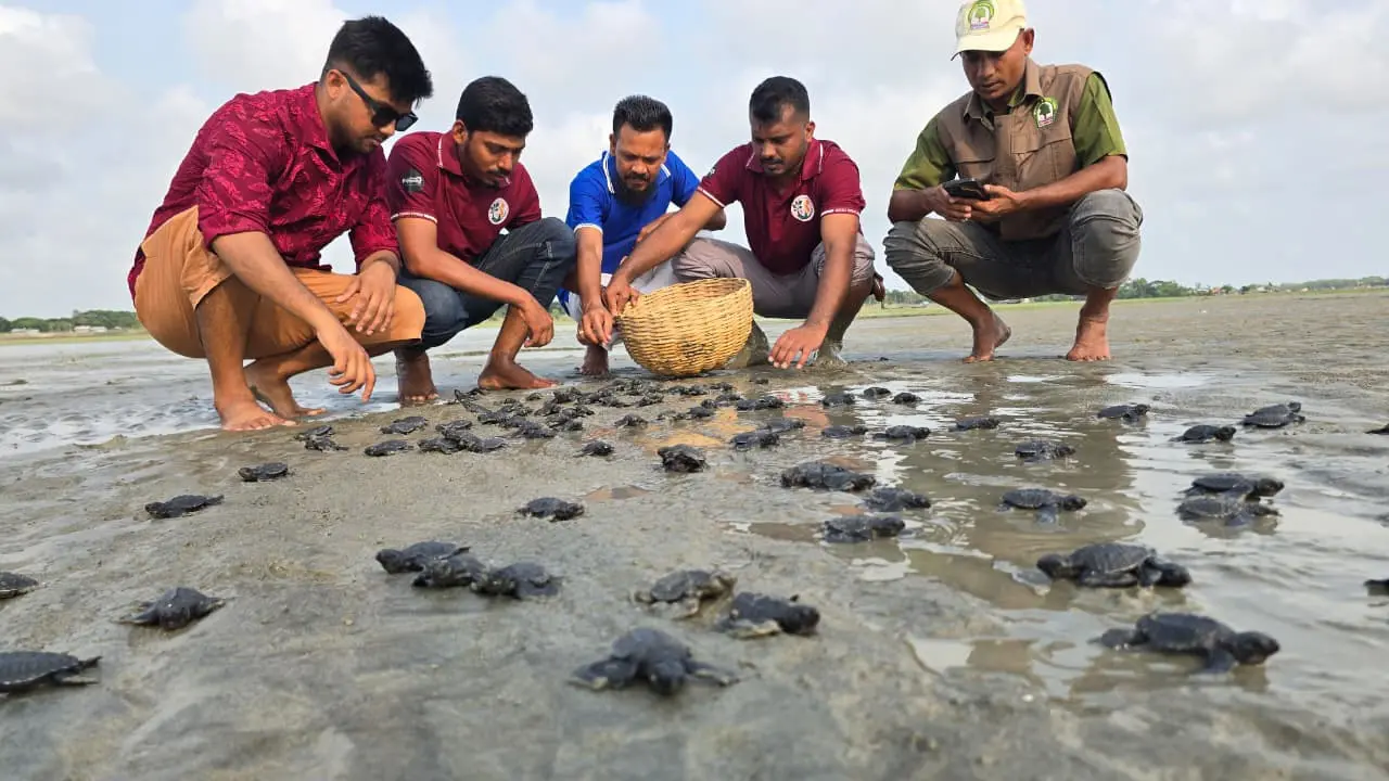 ১৬৩টি কচ্ছপের বাচ্চা মিলল কুয়াকাটা সৈকতে, নিরাপদে অবমুক্ত